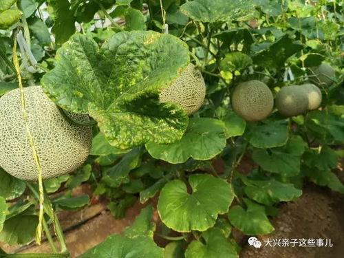 网红吃甜香蜜瓜,一瓜倾城,尽享甜香蜜瓜盛宴 第2张 网红吃甜香蜜瓜,一瓜倾城,尽享甜香蜜瓜盛宴 第2张